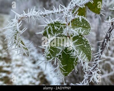 Frozen leaves with ice crystals in the cold morning Stock Photo