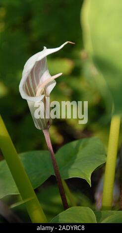 Arisaema candidissimum , the striped cobra lily