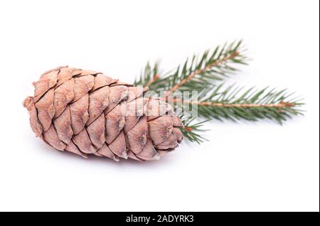 Siberian Cedar Pine Cone, Cedar Cone isolated on white Background Stock Photo