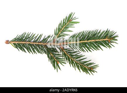Fir Tree Branch, Pine Tree Branch isolated on white Background Stock Photo