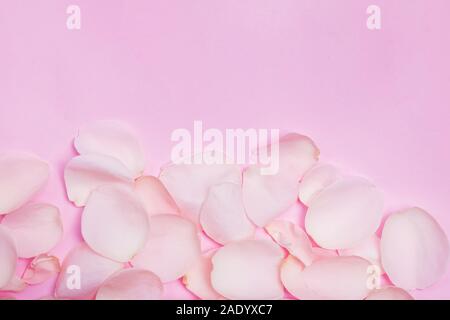 Rose petals on pink background with copy space Stock Photo