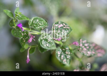 Close up of the leaves and flowers of a hypoestes phyllostachya - pink polka dot plant. Stock Photo