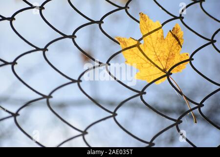 Close up of single maple yellow leaf hanging in metal net, autumn concept close up shot Stock Photo