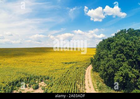 Rural dirt road along the field of sunflowers. Picturesque sunflower field, top view. The rural landscape on a summer sunny day. Nature background Stock Photo