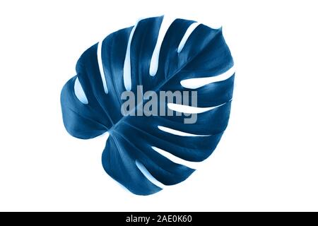 Classic blue leaf of Philodendron (Monstera deliciosa) isolated on white  background Stock Photo - Alamy