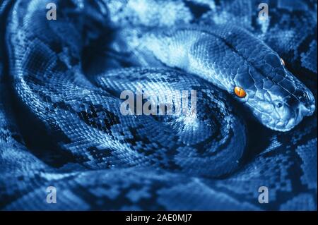 Python resting switches rings. Snake farm in Thailand. Stock Photo
