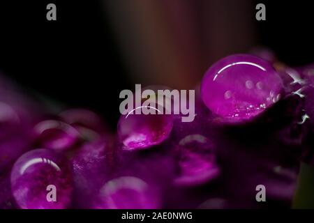 Beautiful Water drops / dew drops on top of pink flower Stock Photo