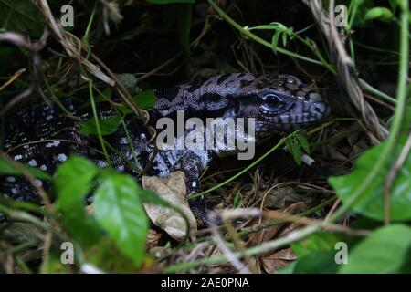 Close up Argentine black and white tegu (Salvator merianae), also called the Argentine giant tegu Stock Photo