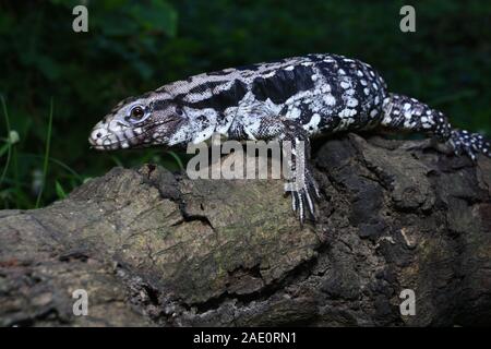 Close up Argentine black and white tegu (Salvator merianae), also called the Argentine giant tegu Stock Photo