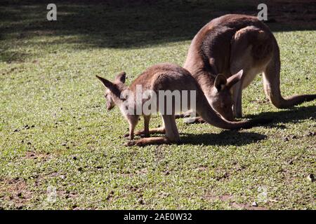 Female Red Kangaroo (Macropus Rufus) Feeding with Joey Stock Photo