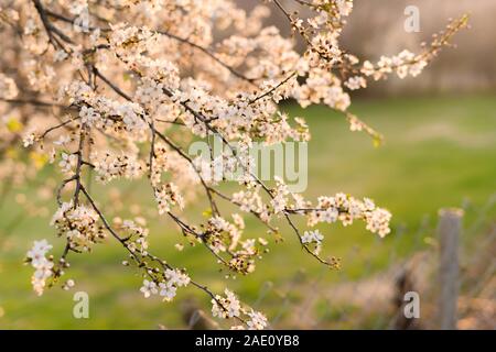 Blooming plum tree trunk with flowers in spring time. Sun shining with warm light at sunset, shallow depth of field Stock Photo
