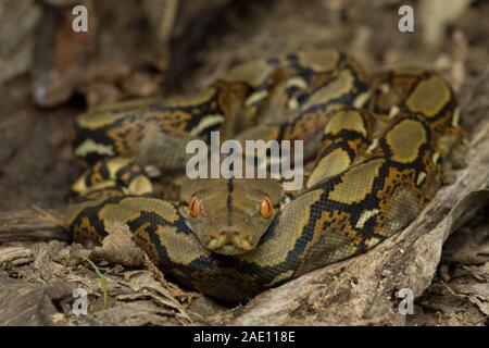 Baby Reticulated Python (Python reticulatus) Bali locality in Indonesia ...