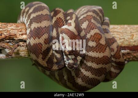 Carpet python (Morelia spilota) curled on a branch Stock Photo