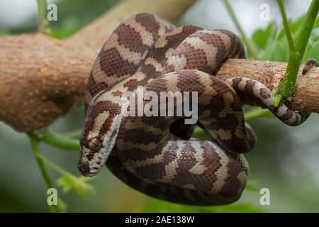 Carpet python (Morelia spilota) curled on a branch Stock Photo