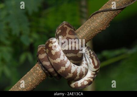 Carpet python (Morelia spilota) curled on a branch Stock Photo