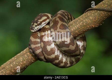 Carpet python (Morelia spilota) curled on a branch Stock Photo