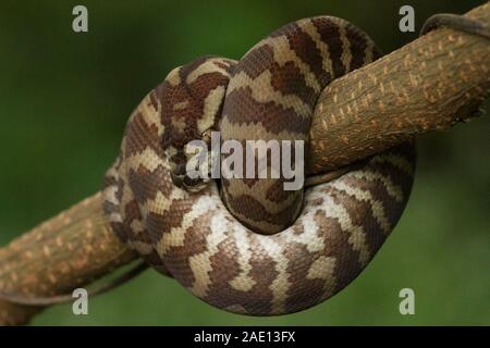 Carpet python (Morelia spilota) curled on a branch Stock Photo