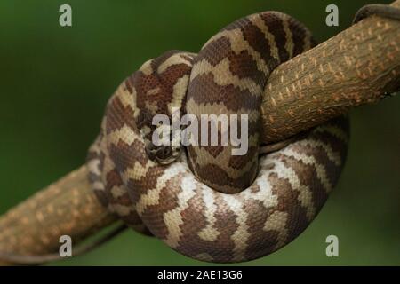 Carpet python (Morelia spilota) curled on a branch Stock Photo