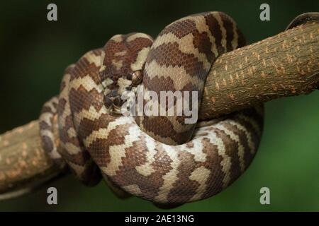 Carpet python (Morelia spilota) curled on a branch Stock Photo