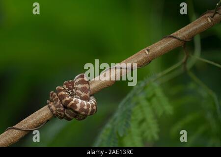 Carpet python (Morelia spilota) curled on a branch Stock Photo