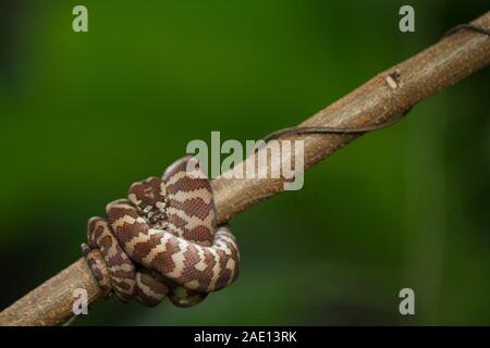 Carpet python (Morelia spilota) curled on a branch Stock Photo