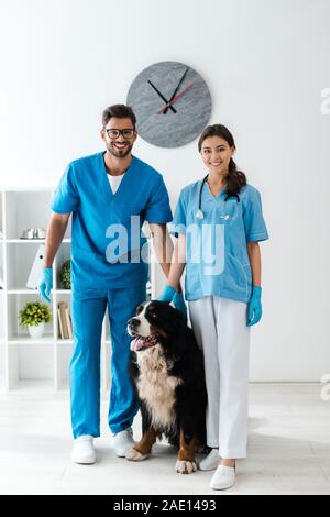 two smiling veterinarians looking at camera while standing near cute bernese mountain dog Stock Photo