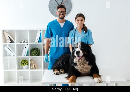 two smiling veterinarians looking at camera while standing near bernese mountain dog lying on table Stock Photo