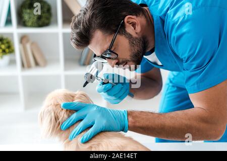 focused veterinarian examining ear of pekinese dog with otoscope Stock Photo