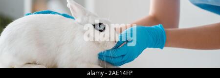 cropped view of veterinarian in latex gloves examining cute white rabbit, panoramic shot Stock Photo