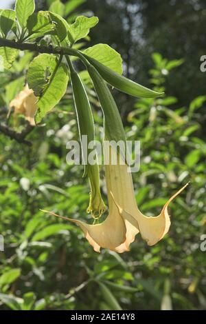 Angel's tears (Brugmansia candida) growing in the Quito Botanical Gardens, Quito, Ecuador Stock Photo