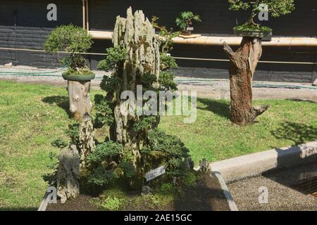Bonsai trees in the Quito Botanical Gardens, Quito, Ecuador Stock Photo