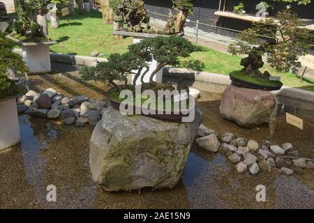 Bonsai trees in the Quito Botanical Gardens, Quito, Ecuador Stock Photo