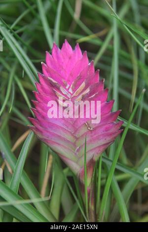 Pink quill (Wallisia cyanea) growing in the Quito Botanical Gardens, Quito, Ecuador Stock Photo