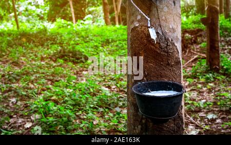 Rubber tree plantation. Rubber tapping in rubber tree garden in Thailand. Natural latex extracted from para rubber plant. Latex collect in plastic cup Stock Photo