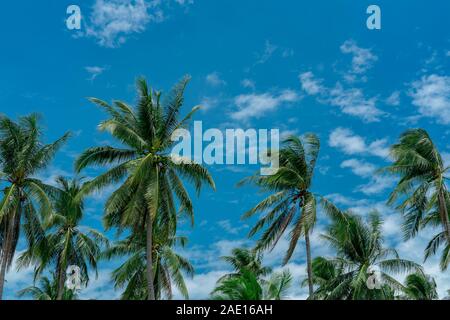 Coconut palm tree with blue sky and clouds. Palm plantation. Coconut farm. Wind slow blowing green leaves of coconut palm tree. Tropical tree with Stock Photo