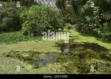 Carp pond in the Quito Botanical Gardens, Quito, Ecuador Stock Photo