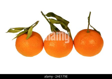 Three fresh ripe mandarins oranges with twig and leaves isolated on a white background Stock Photo
