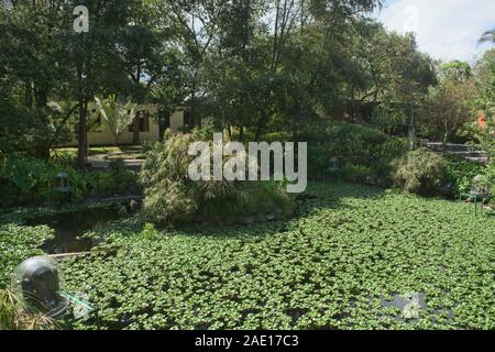 Carp pond in the Quito Botanical Gardens, Quito, Ecuador Stock Photo