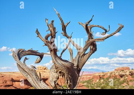 Withered tree against the blue sky, selective focus, Canyonlands National Park, Utah, USA. Stock Photo