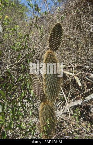 Opuntia cactus, Isla Santa Cruz, Galapagos Islands, Ecuador Stock Photo