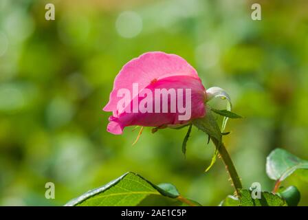 Close view on opening bud of pink rose with small spider onone Stock Photo