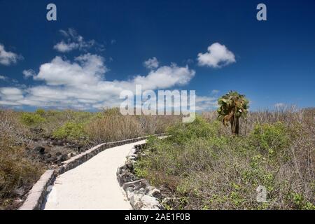 Hiking trail to Tortuga Bay, Isla Santa Cruz, Galapagos Islands, Ecuador Stock Photo