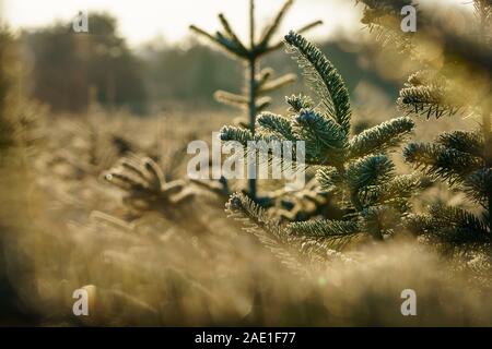 Caucasian fir trees (Nordmann fir) with hoarfrost in a Christmas tree nursery back lit by yellow sunlight of golden hour in the morning. Closeup shot Stock Photo