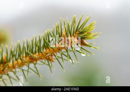 Tip of a branch of a European spruce with young pine cones and raindrops on the green needles in front of blurred white and gray background, side view Stock Photo