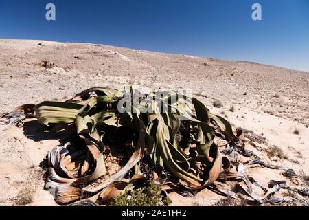 Welwitschia, desert wild plant, 'Welwitschia drive' near Swakopmund, Namib desert, Namibia, Southern Africa, Africa Stock Photo