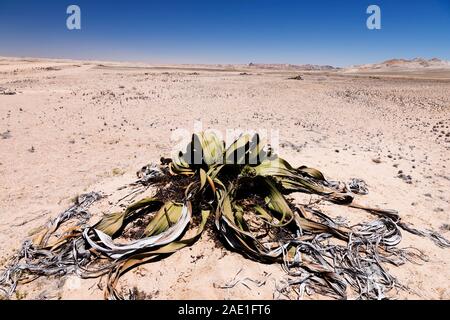 Welwitschia, desert wild plant, 'Welwitschia drive' near Swakopmund, Namib desert, Namibia, Southern Africa, Africa Stock Photo
