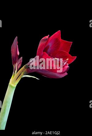 isolated red amaryllis with open blossoms and buds,black background,fine art still life color macro, detailed textured blooms,vintage painting style Stock Photo