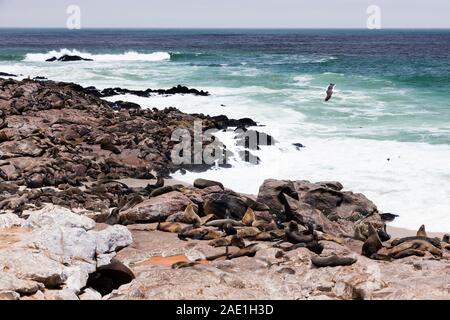 Colony of Seals, Cape Cross Seal Reserve, Skeleton Coast, Atlantic Ocean, Namibia, Southern Africa, Africa Stock Photo