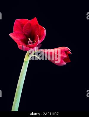 isolated red amaryllis with two open blossoms,blue background,fine art still life color macro, detailed textured blooms,vintage painting style Stock Photo