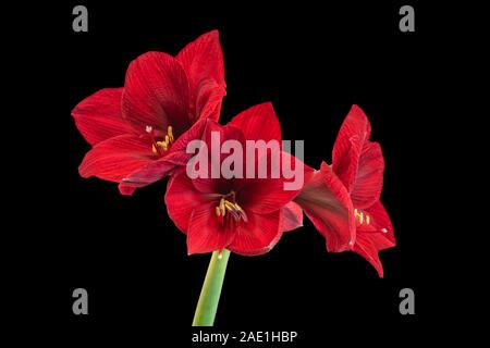 isolated red amaryllis with three open blossoms,black background,fine art still life color macro, detailed textured blooms,vintage painting style Stock Photo